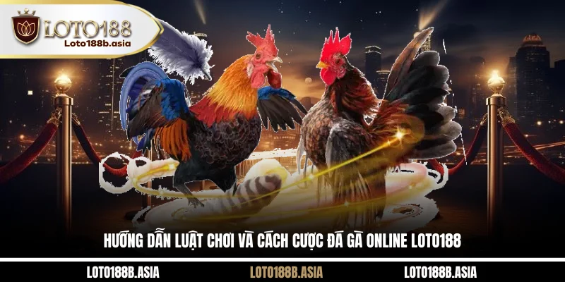 Hướng dẫn luật chơi và cách cược đá gà online LOTO188