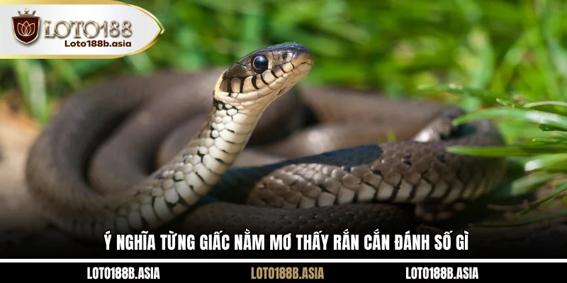 Ý nghĩa từng giấc nằm mơ thấy rắn cắn đánh số gì 